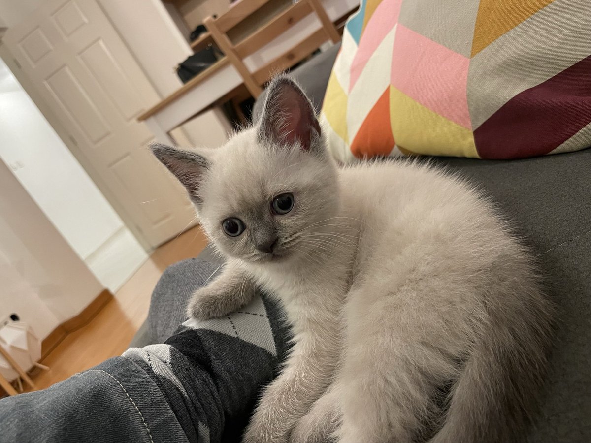 Dün itibarıyla hayatıma şöyle bir şey girdi 🥰😍