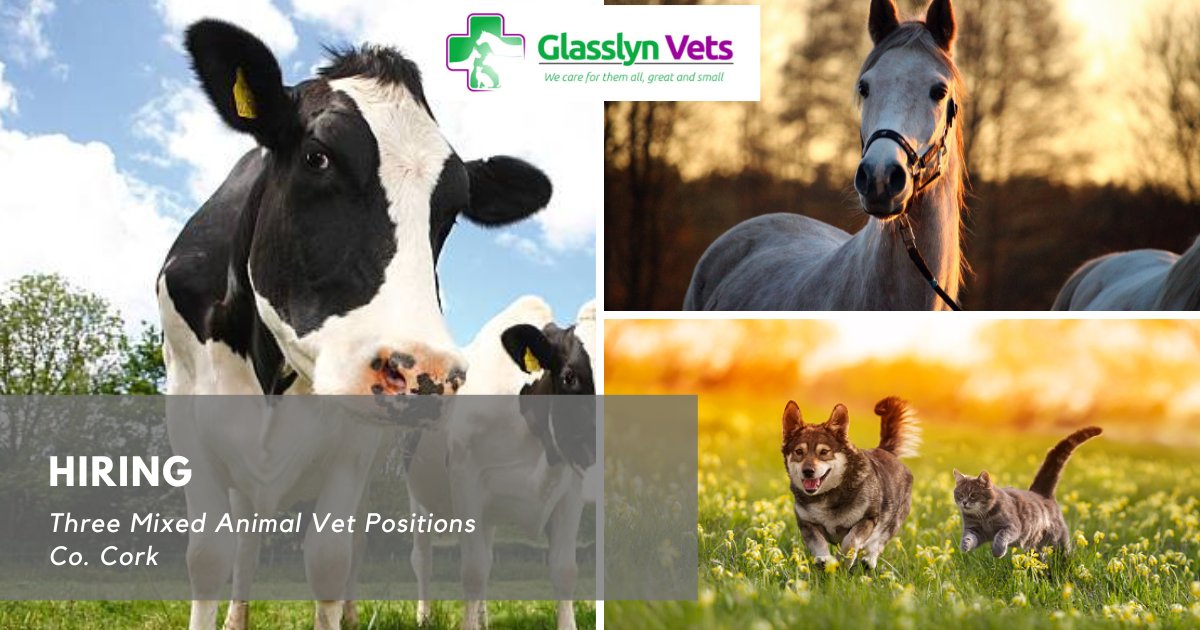 XLVets Ireland (@xlvetsireland) on Twitter photo <a href="/GlasslynVets/">Glasslyn Vets</a> have three mixed animal vet positions available to join their friendly team of 20 vets in South and West Cork.
For full details, visit:xlvets.ie/vacancies-xlve… <a href="/GlasslynVets/">Glasslyn Vets</a> have three mixed animal vet positions available to join their friendly team of 20 vets in South and West Cork.
For full details, visit:xlvets.ie/vacancies-xlve…