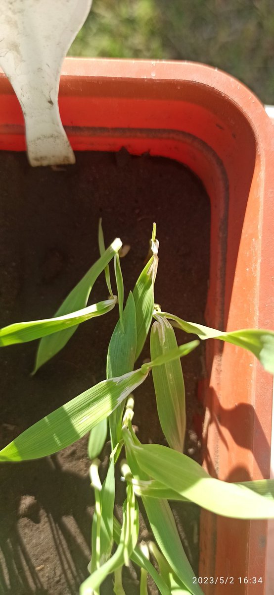 Juan A. Marsigliani tweet media