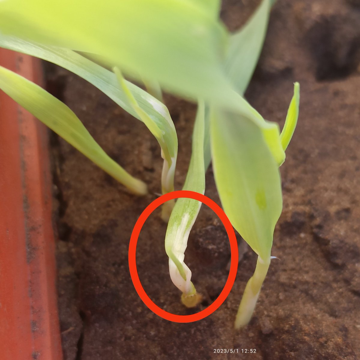 Juan A. Marsigliani tweet media