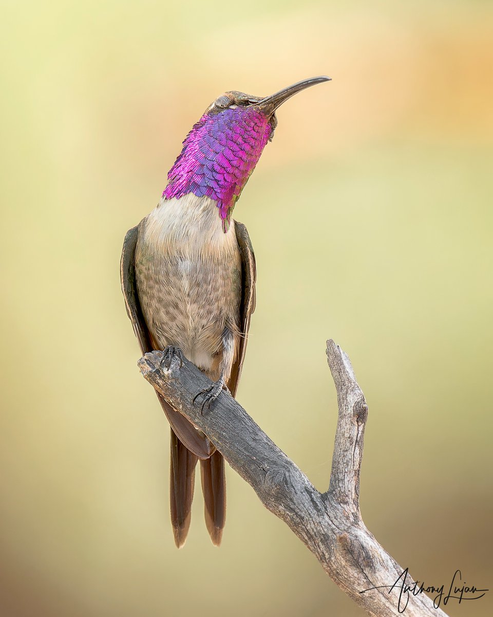 anthonylujan's tweet photo. Soaking up the sun!
Lucifer Hummingbird - Calothorax lucifer
Arizona
Sony A1 - Sony 600mm
#ALhummingbirdperched

#LuciferHummingbird #hummingbird #colibrí #beijaflor #Trochilidae #hummingbirds #nuts_about_birds #earthcapture #nature #natgeoyourshot #naturephotography #sonya1 #... https://t.co/EOJRzJn3wX