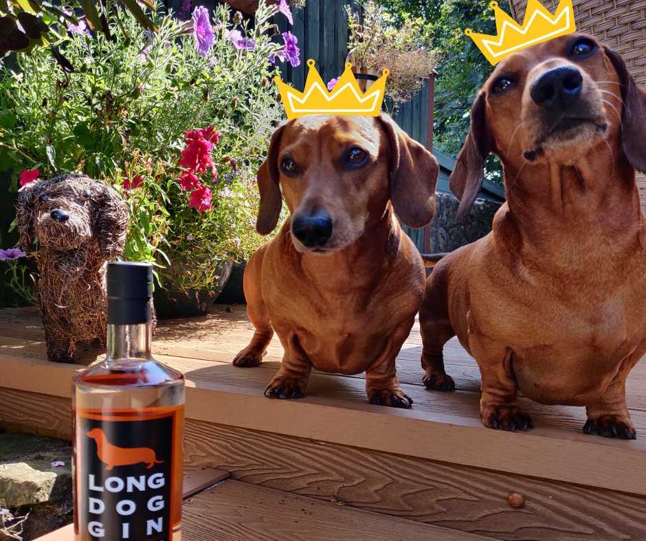 Long Dog Gin tweet media