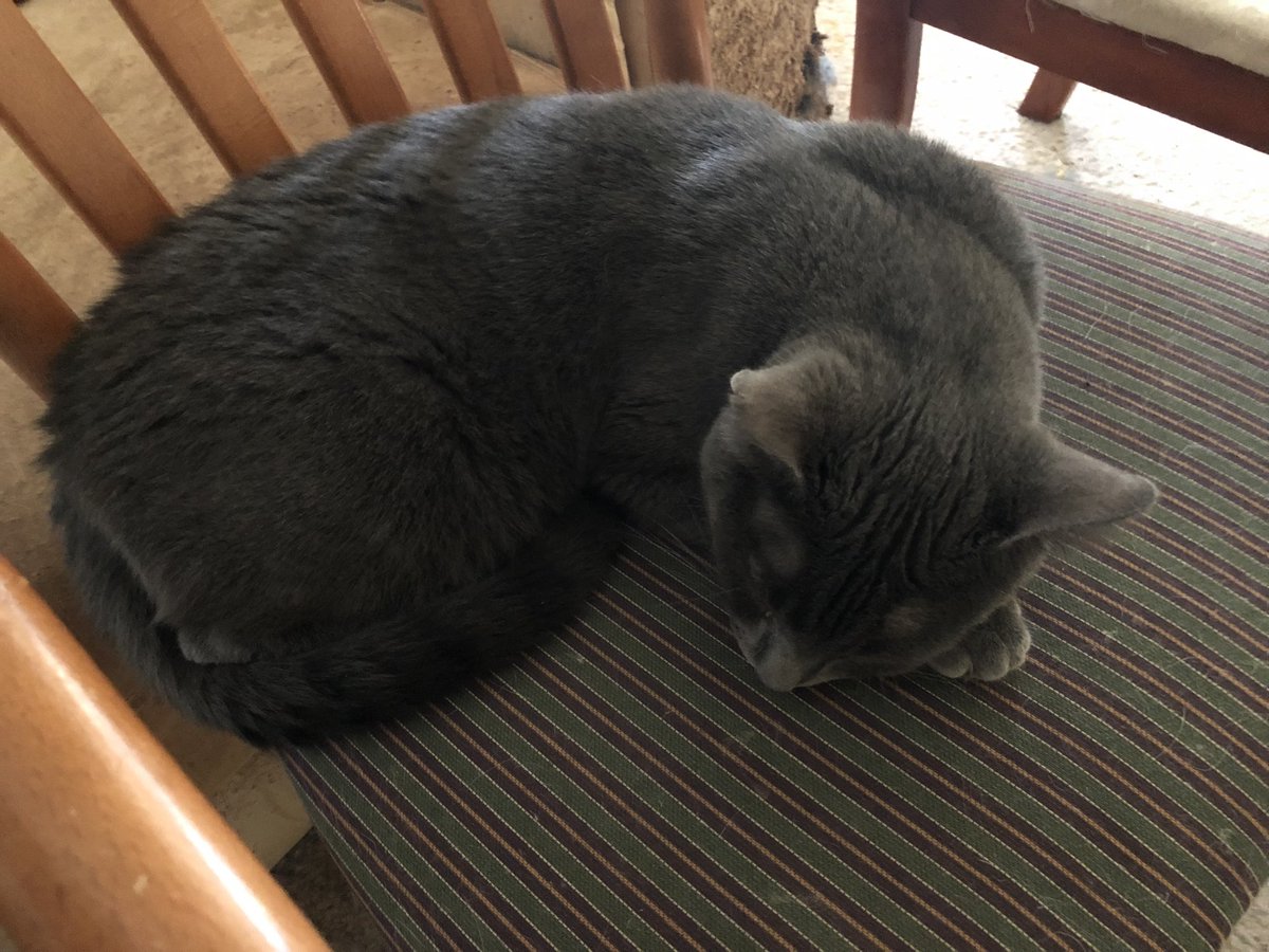 Smokey is sleeping 🛌 sleeping 💤 😴 in today.  Happy Friday everyone.  #CatsAreFamily #CatsOnTwitter #CatsOfTwitter #Helpingpaws #Helpingcats #happycats