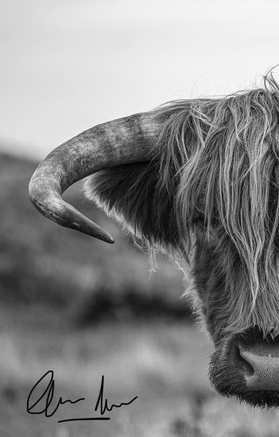 Timbercreate's tweet image. One of the locals.. 
@OuterHebs @VisitScotland 
The boss is getting good