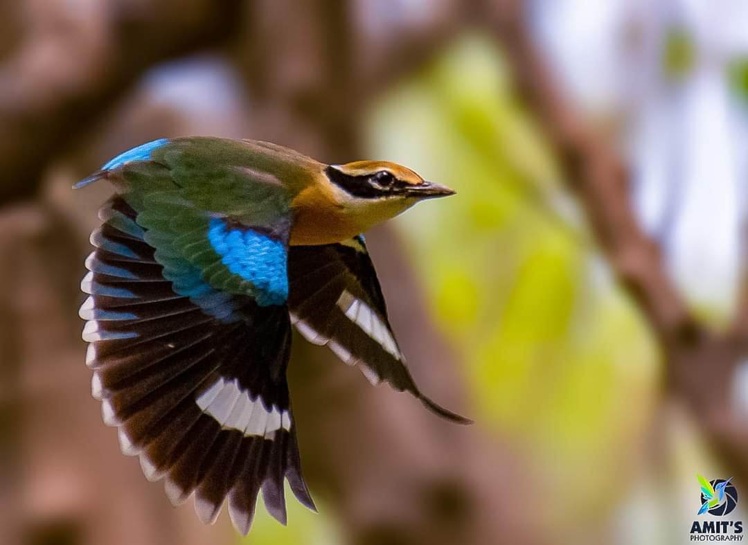 Flying Colours | Indian Pitta

#beauty #birds #earthcapture #birdphotography #BirdTwitter #IndianBirds #NaturePhotography #birdsofindia #BirdsSeenIn2023  #naturelover #natgeo #nikonasia #avibase #birdsofafeather #birds_lover #bestbirdshots #birdsportrait #mydailybird #IndiAves