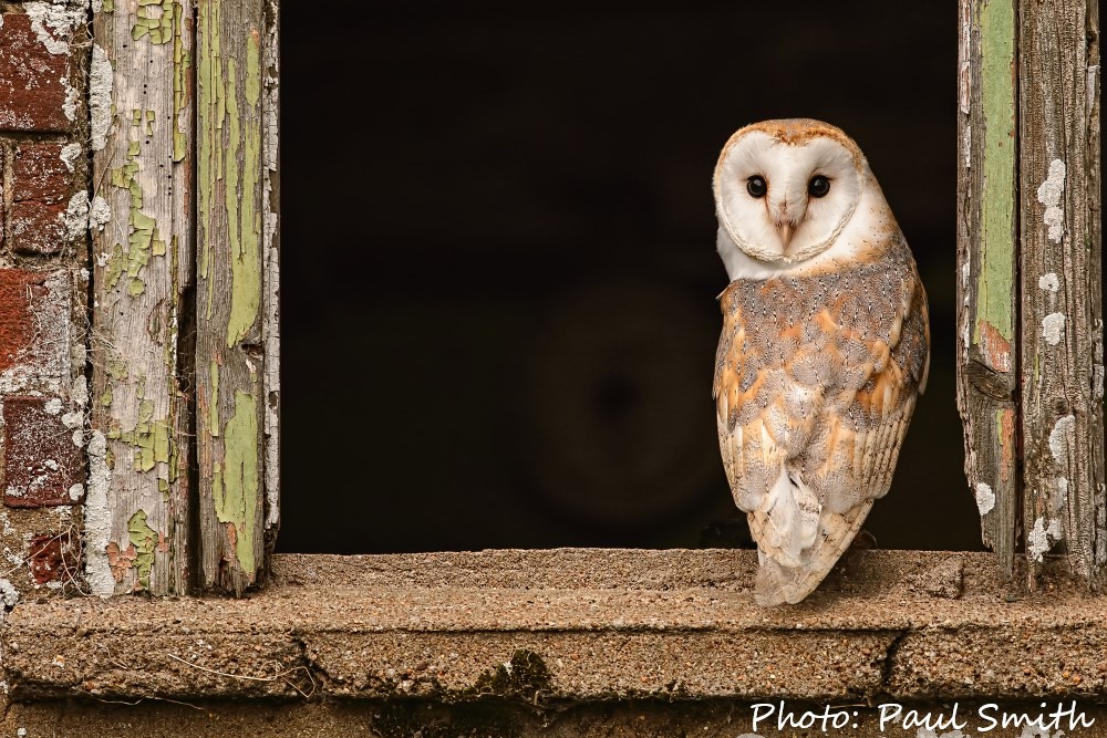 Even if Barn Owls aren’t present at a site, it’s often easy to tell if they’ve been there 🕵️‍♀️
Signs of occupation include:
- Pellets
- Droppings 
- Nest and roost debris
- Feathers
- Dead adults
- Dead owlets
- Smell
- Small mammal remains
👀 barnowltrust.org.uk/barn-owl-facts…