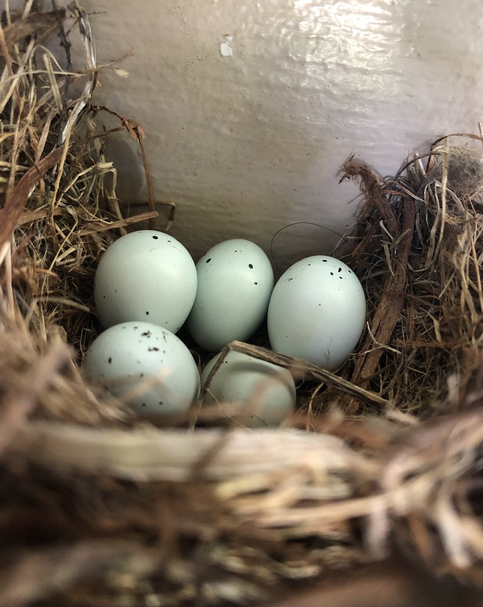 StacyMerrick's tweet photo. Five eggs in this year’s wreath nest on our house!🪺 https://t.co/jS5sBYkEhZ