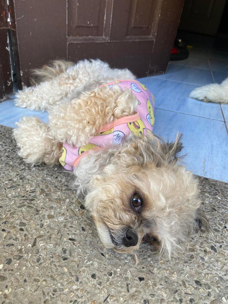 ervinjamesc's tweet photo. @_badboysupreme A little oldie na chewy pic hahaha https://t.co/jwVTpglgrK