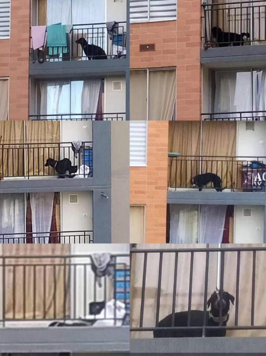 A este perrito lo dejan día y noche amarrado y con bozal en Parque Central Fontibón 1 Calle 16f# 99-72. Torre 7 apto 305.

 Ayuda por favor para sacarlo de ahí! <a href="/AnimalesBOG/">Protección Animal Bogotá</a> <a href="/andreanimalidad/">Andrea Padilla |Senado Alianza Verde🌻#️⃣1️⃣4️⃣</a> <a href="/VLADDO/">Vladdo</a> <a href="/SaninPazC/">Carolina Sanín</a>