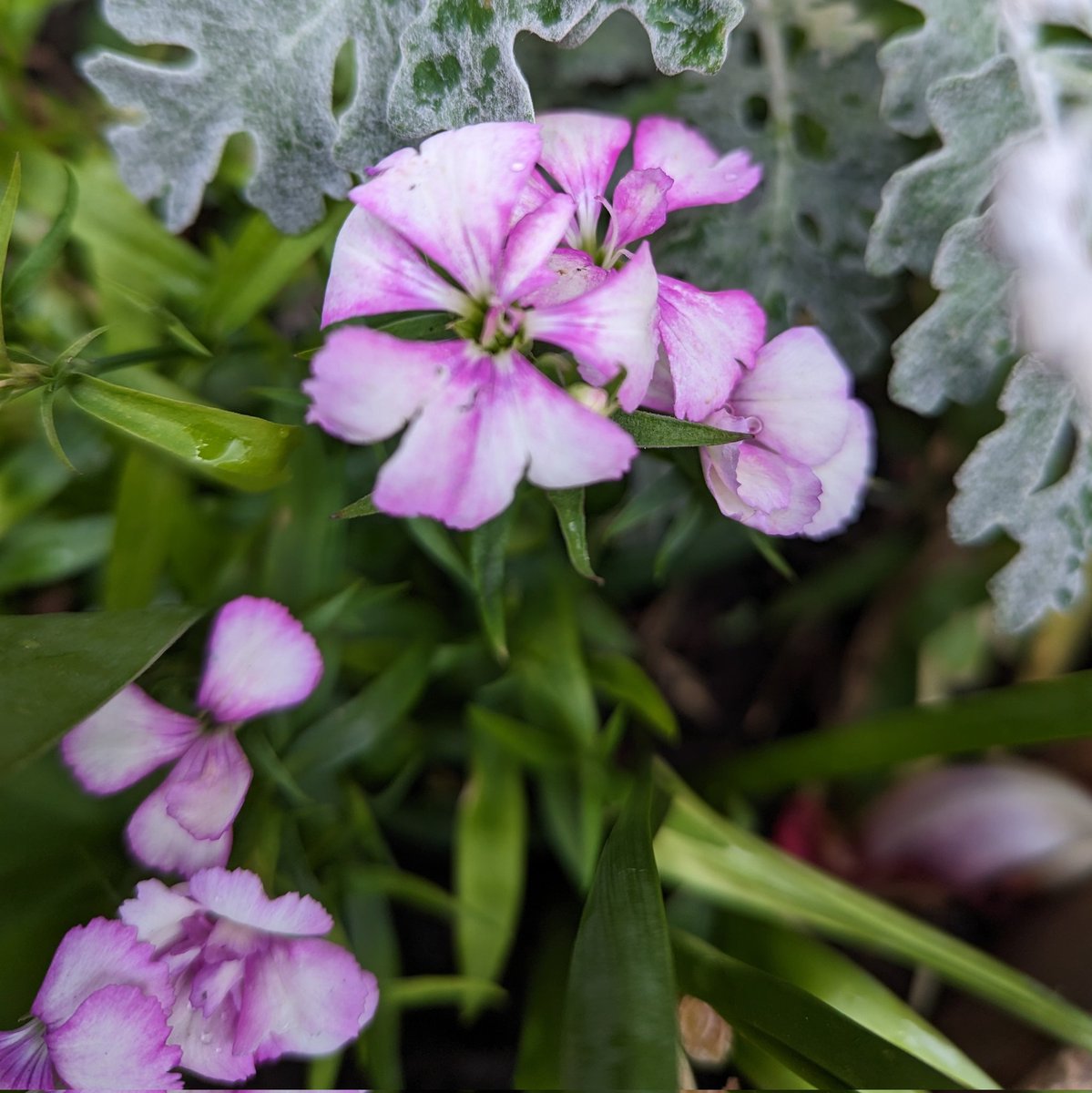 parkhillmoseley's tweet photo. Just look at these beautiful blooms which were planted by #EnvironmentClub pupils last Autumn! They really brighten up the front of school and our pupils take so much pride in them too!
@moseleyinbloom @RHSSchools https://t.co/pdf7DrsUO4