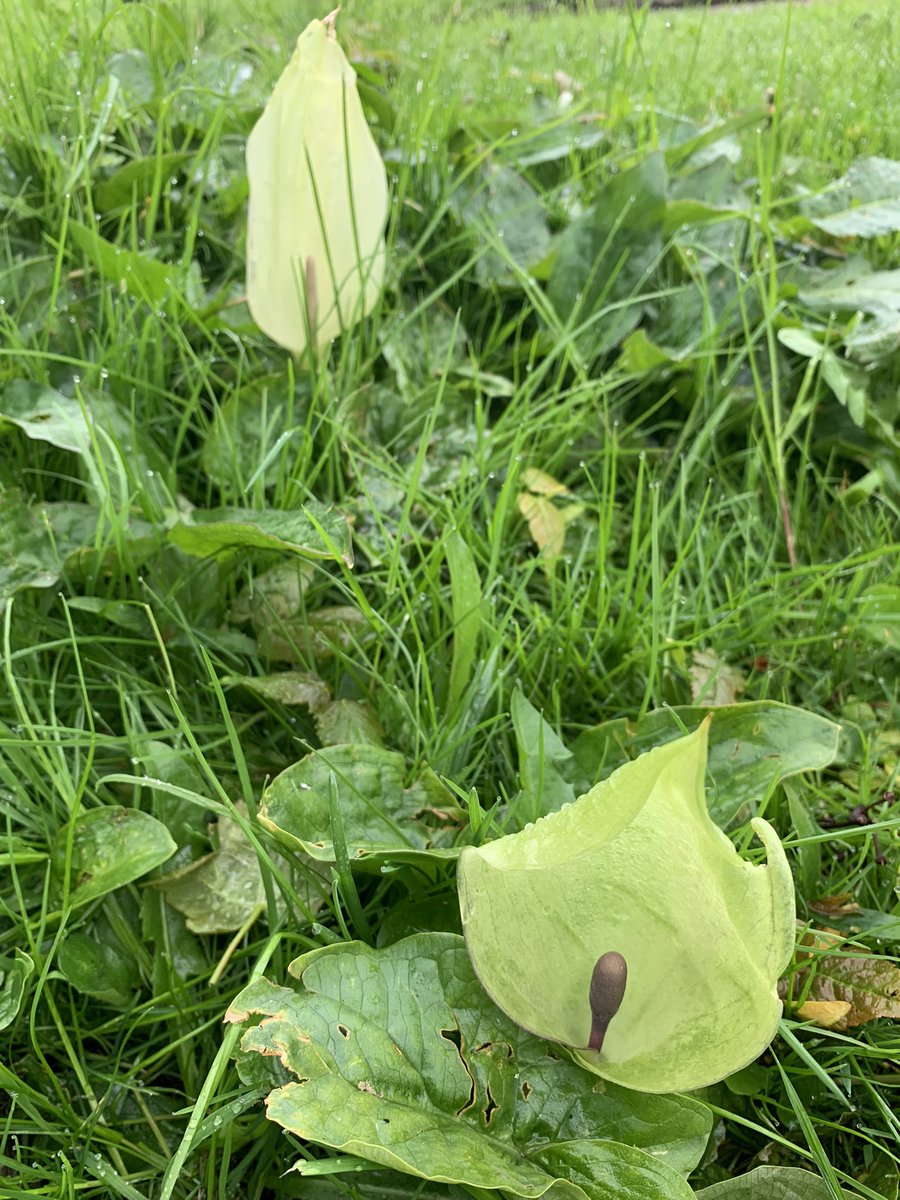 ChristineLongGreyHair tweet media