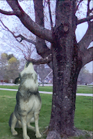 Fun With Augmented Reality in Search - newsete.com/fun-with-augme… With Augmented Reality in Search

Thanks to where I live and the amount of time that I've spent hiking, camping, fly fishing I have slightly more experience seeing wildlife like bears and moose than the average...