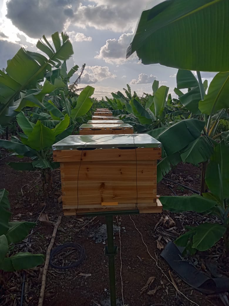 TheHiveLimited's tweet image. ✳️ Engage Us In Choosing The Right Beehives, Training 🍯🐝 and Installation Services  🚀 ✅ 0706349748

#getstarted
#fieldsupport