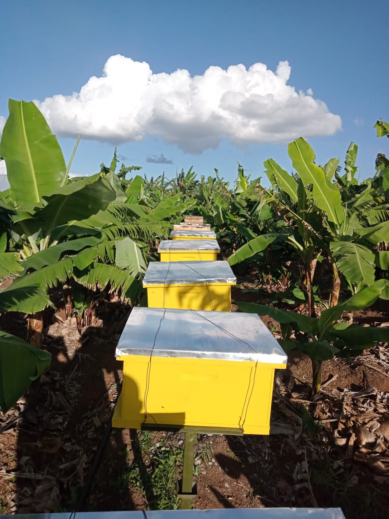 TheHiveLimited's tweet image. ✳️ Engage Us In Choosing The Right Beehives, Training 🍯🐝 and Installation Services  🚀 ✅ 0706349748

#getstarted
#fieldsupport