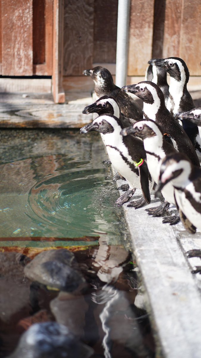 sgsrsl_050406's tweet photo. ご飯には勝てないね
#掛川花鳥園
#FuPR https://t.co/DbeM91uNnk