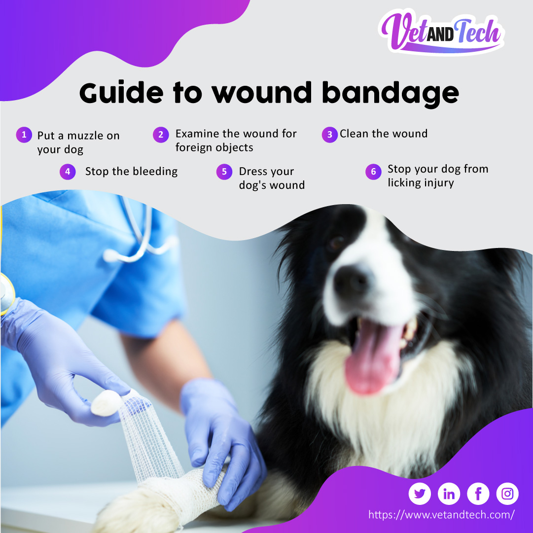 VetandTech's tweet photo. Accidents can happen to our dogs, and
when they do, it's essential to know how to properly
care for their wounds. 

Read more :https://t.co/g4yIMlxwoS

#CatHealthAwareness #FelineWellness
#ResponsiblePetOwnership #Online #Live #CE
#Credits #VeterinaryStudent #continueeducation https://t.co/gJUzf5uFWs