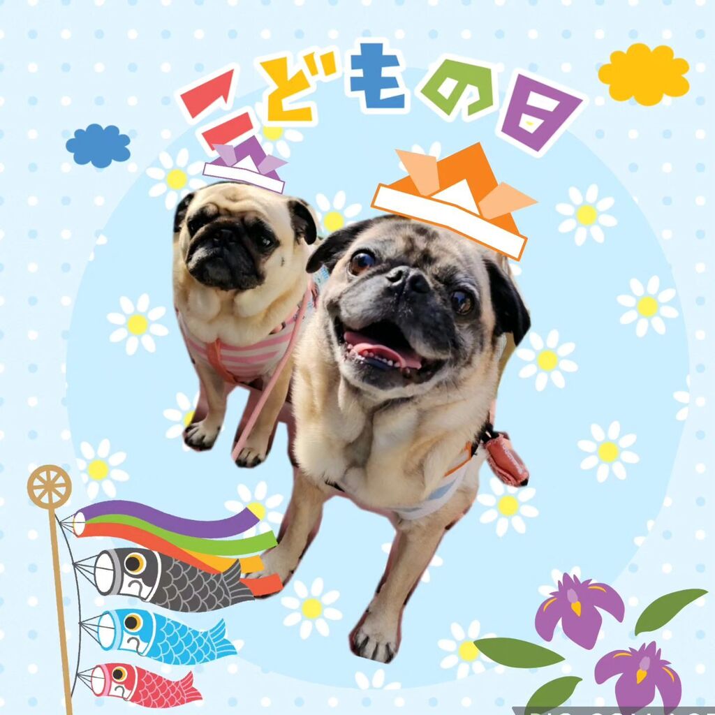 brewry_days's tweet photo. こどもの日🎏
#こどもの日 　#パグ　#ぱぐ 　#pug 　#多頭飼い https://t.co/Bfkk8WrS6K