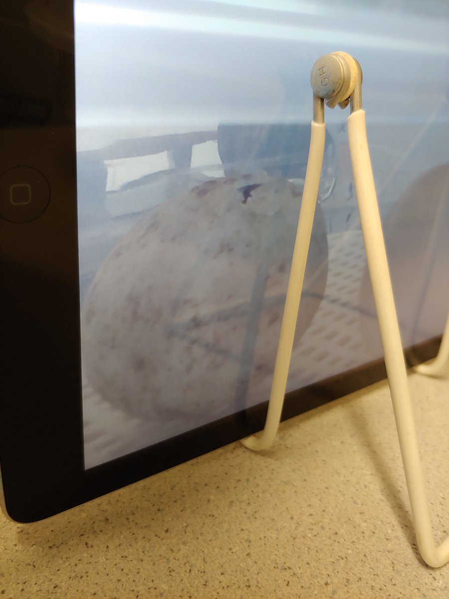 GUA Grade 1 Mrs. Hudon tweet media