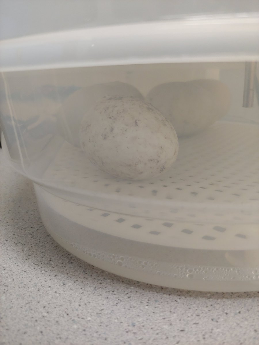 GUA Grade 1 Mrs. Hudon tweet media