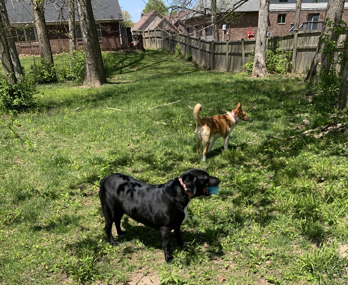 FloofyMom's tweet photo. All dogs reporting for #Hedgewatch duties. Nothing to report, General Mom! —Tipper, Abbie, Moses, Diesel #dogs #patroll #DogsOnTwitter #DogsofTwittter https://t.co/3n8Fk6CsPl