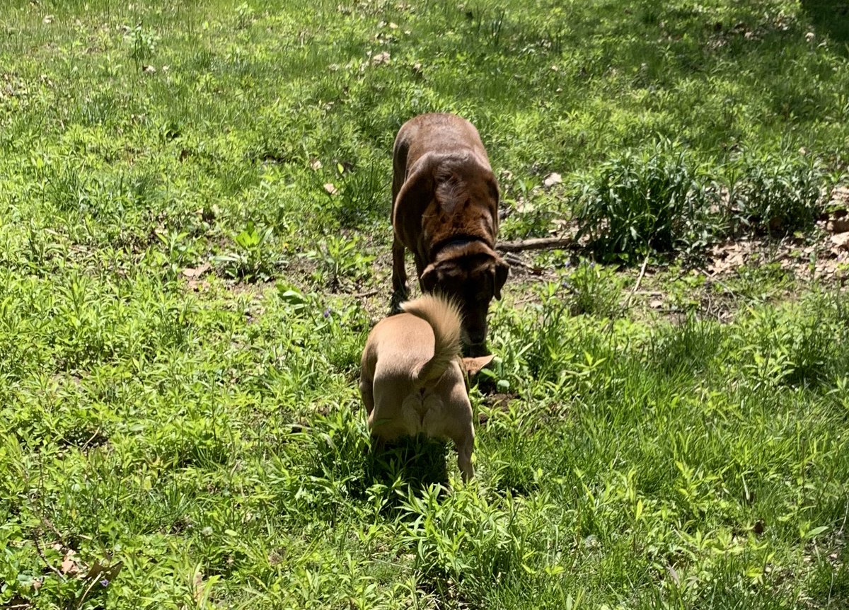 FloofyMom's tweet photo. All dogs reporting for #Hedgewatch duties. Nothing to report, General Mom! —Tipper, Abbie, Moses, Diesel #dogs #patroll #DogsOnTwitter #DogsofTwittter https://t.co/3n8Fk6CsPl