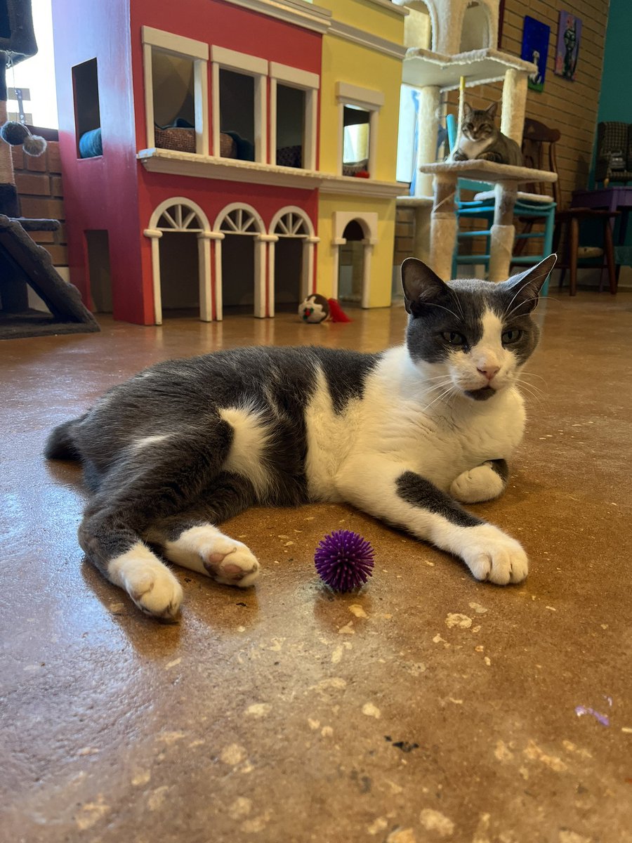 Sold out painting with kitties this Cinco de Mayo, the cat room closes a little bit early at 5PM, but the cafe will remain open until 8PM! 🎨 🐱 
#wittywhisker #catcafe #felinecanopyofcare #artclass #paintparty #catsandcoffee #cincodemayo