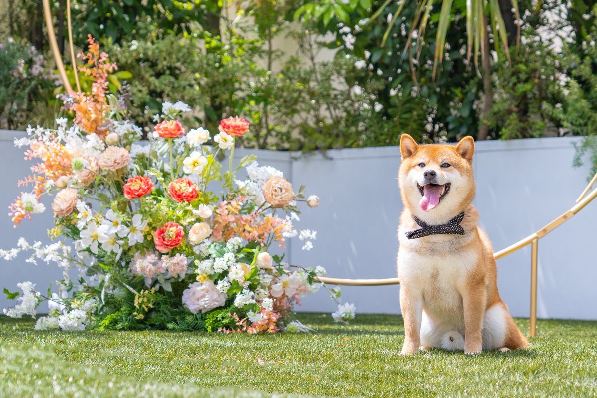 KABOSU20180902's tweet photo. 先日、結婚式を挙げた式場でかぼすさんの写真撮ってもらった！
どれも可愛すぎて選べない❤️🥺

新卒で入社した会社で、配属店舗は違えど、未だに続けてるブライダル人生スタートの場所☺️

#柴犬 #かぼすさん #shiba #shibainu
#takeandgiveneeds #petsrfamily
#アルモニーアンブラッセイットハウス https://t.co/e1AtzWWUtd