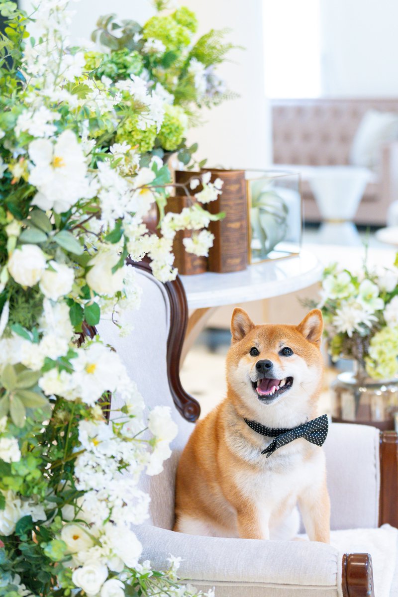KABOSU20180902's tweet photo. 先日、結婚式を挙げた式場でかぼすさんの写真撮ってもらった！
どれも可愛すぎて選べない❤️🥺

新卒で入社した会社で、配属店舗は違えど、未だに続けてるブライダル人生スタートの場所☺️

#柴犬 #かぼすさん #shiba #shibainu
#takeandgiveneeds #petsrfamily
#アルモニーアンブラッセイットハウス https://t.co/e1AtzWWUtd