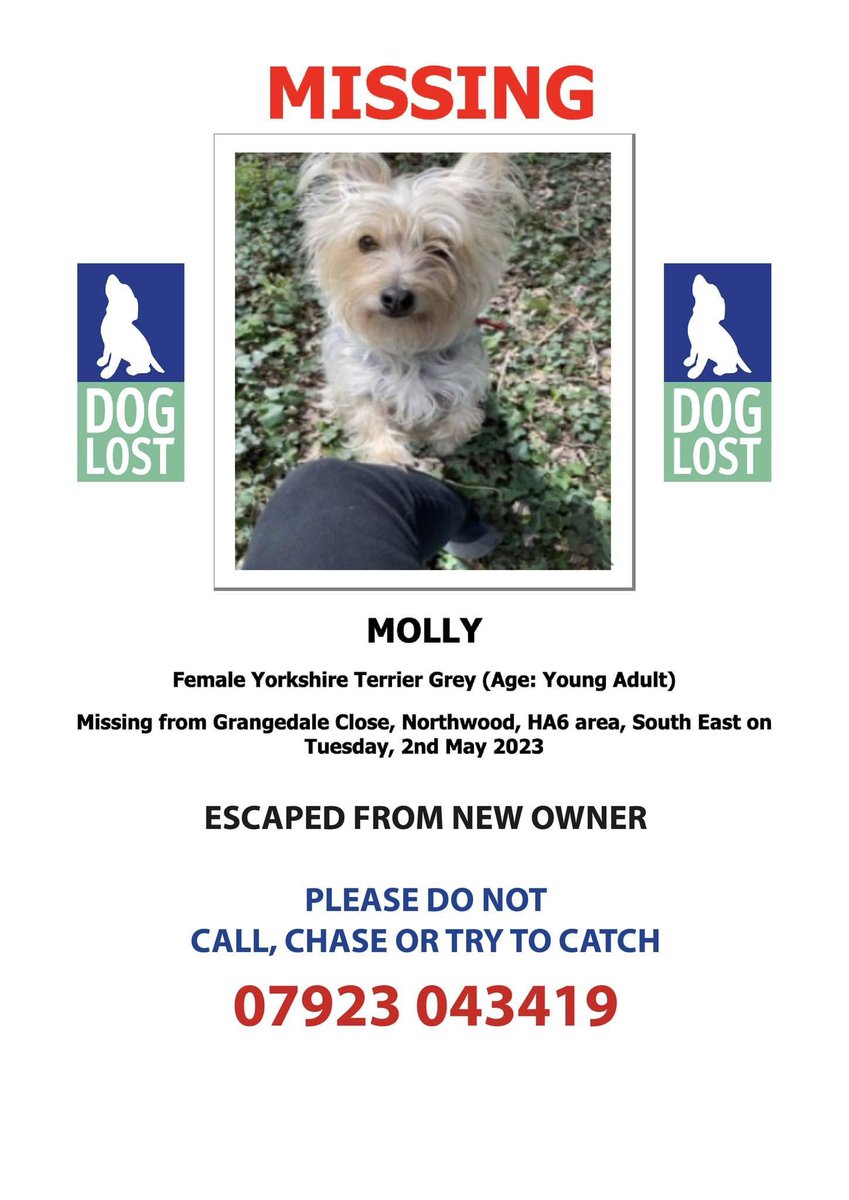 MOLLY * MISSING
#NORTHWOOD, #MIDDLESEX HA6

NERVOUS GIRL - PLEASE DO NOT CHASE, CALL OR TRY TO CATCH - just call owner 07923 043419

Jay Orbell is this little girl's new owner

doglost.co.uk/dog-blog.php?d…

#Missing #LostDog #MakeChipsCount #FernsLaw