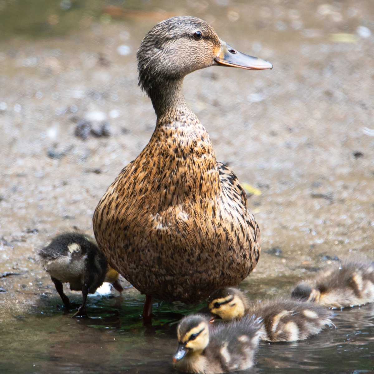 Happy Family in Spring.

#mallard #duck #ducks #birds #BirdsOfTwitter #nature #NaturePhotography #wildlifephotography #wildlife #birdphotography #BirdTwitter #birdsseenin2023 #springforum  #greensboroboggarden #nikonphotography #natgeo #bbcwildlife