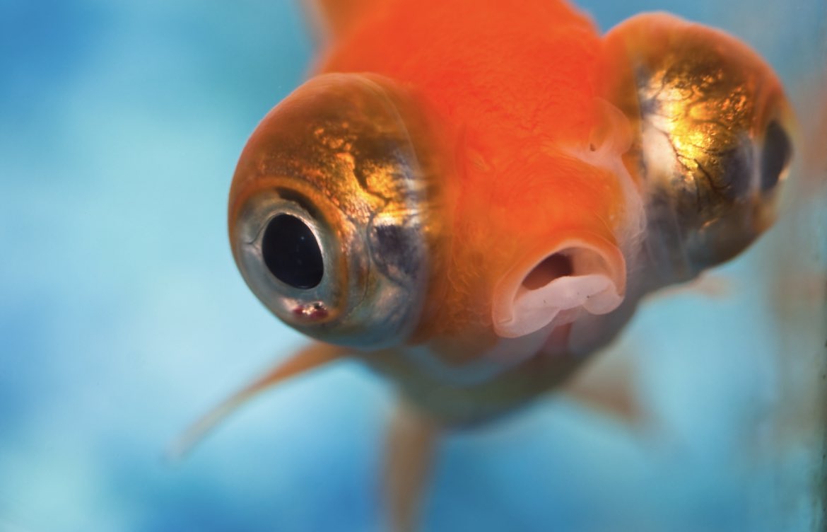 CalisthenicKyle's tweet photo. Goldfish now have longer attention spans than humans at 10 seconds.

The average adult attention span is just 8 seconds… https://t.co/CjIHiUcQhU