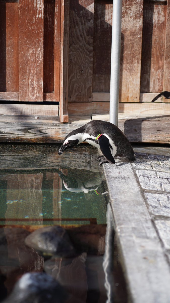 sgsrsl_050406's tweet photo. 音羽ちゃんの貴重な入水シーン
#掛川花鳥園
#FuPR https://t.co/8ykj4VohDY
