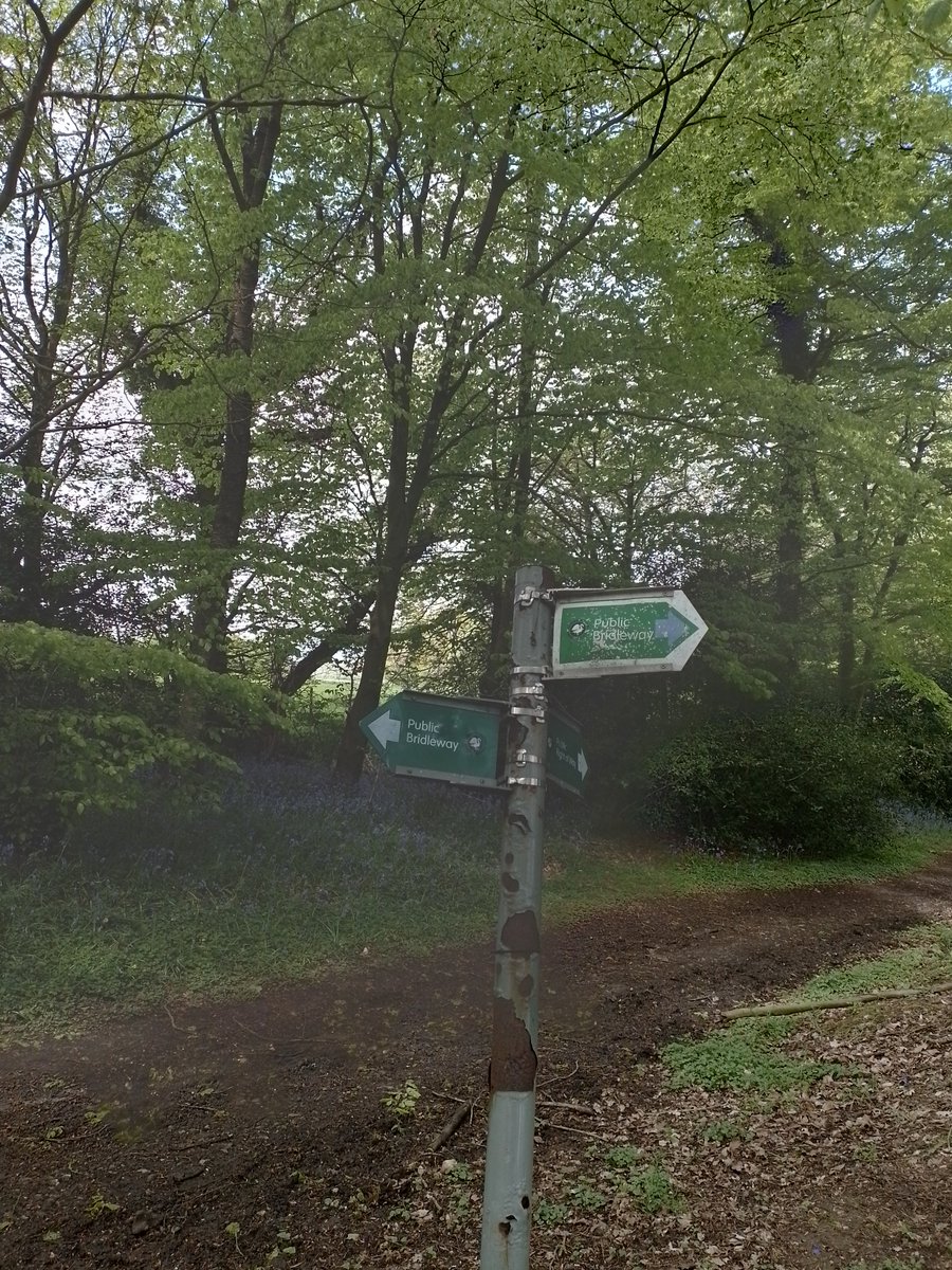 In a bluebell wood. <a href="/FingerpostFri/">Fingerpost Friday</a> #fingerpostfriday