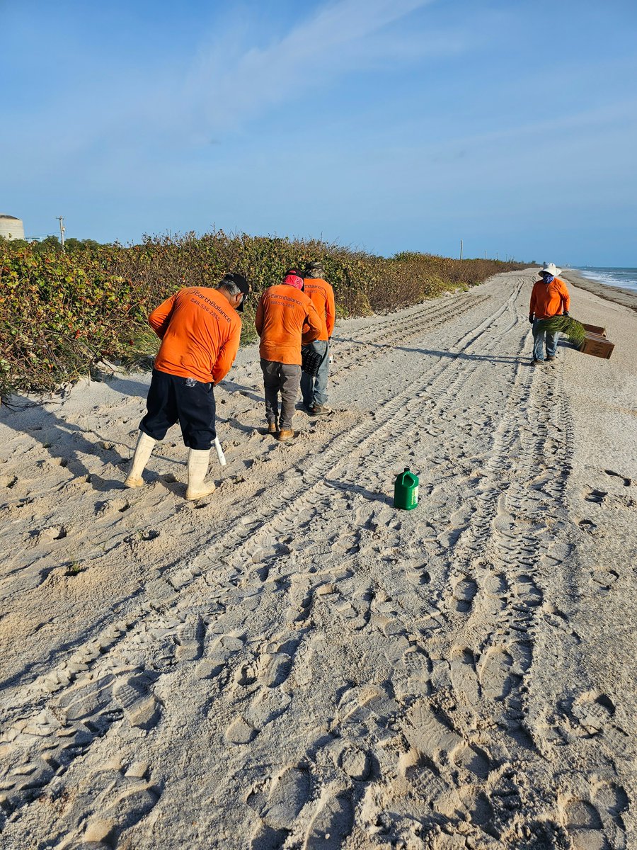 Not only do we grow high-quality sea oats, but we can also install them for you! Our crew made quick work of this planting job in Palm Beach County last week.
