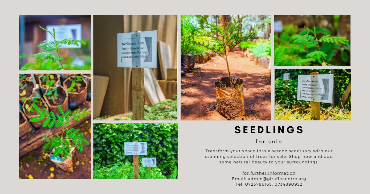 GiraffeCenter's tweet photo. Transform your local environment with our tree seedlings! Our carefully  selected native species are specifically suited to thrive in your  location. Start planting today and create a more beautiful, sustainable  world right in your own backyard! #TreeSeedlings  #Sustainability https://t.co/GbUFhe2oVK