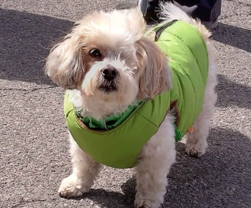 ithacalibrary's tweet photo. This Friday, May 5th, stop by the library between 11 am and noon to visit with your Cornell Companion furry friends, Max and Sybil. https://t.co/N9AcjkaC4l