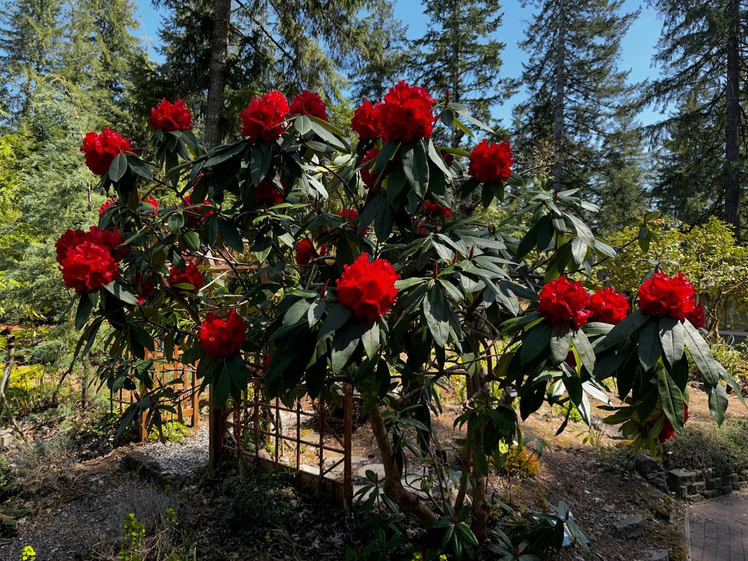 igraham09's tweet image. A neighbor just posted our rhododendron on Facebook.  What a fun morning surprise.