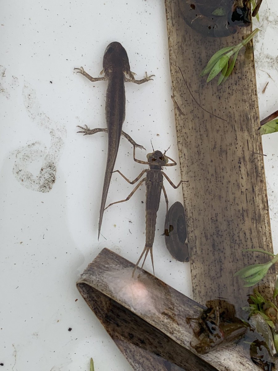 Friday‘s at the pond continues. This time in Cambuslang. Lovely hawkers, hundreds of beautiful newts, caddis flies and lots of predator action 

#teamdragonfly @BDSdragonflies @ARC_Bytes