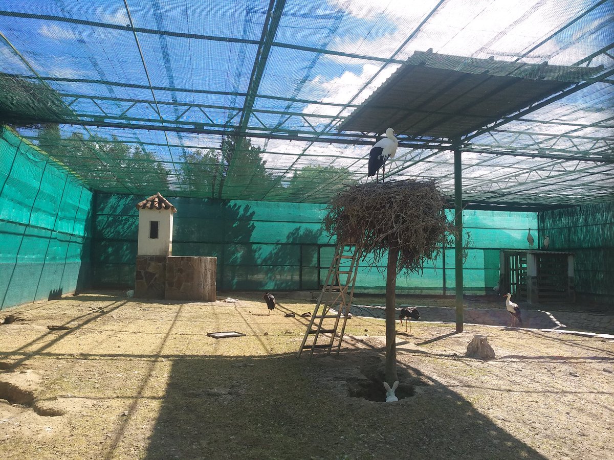 _Beoliest_'s tweet photo. #CentrodeEstudiosdeRapacesIbéricas 🦅 Maravillosa labor y súper necesaria de recuperación de aves para  el mantenimiento del equilibrio de los ecosistemas 💚 Muchas gracias #CERI por recibirnos con tanto cariño y explicarnos las cosas tan bien 🤗 🦅 https://t.co/vqMy7JsFFL