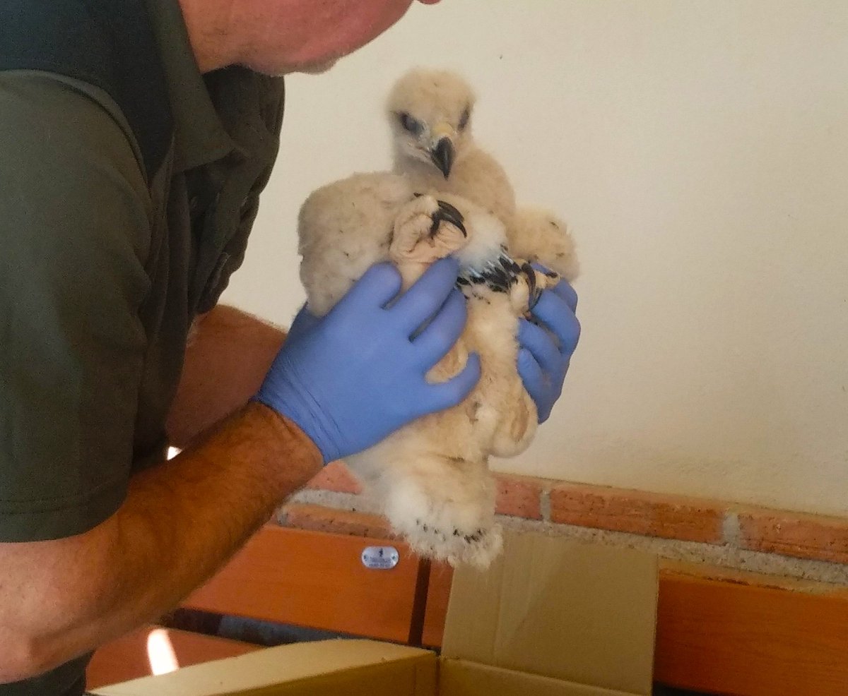 _Beoliest_'s tweet photo. #CentrodeEstudiosdeRapacesIbéricas 🦅 Maravillosa labor y súper necesaria de recuperación de aves para  el mantenimiento del equilibrio de los ecosistemas 💚 Muchas gracias #CERI por recibirnos con tanto cariño y explicarnos las cosas tan bien 🤗 🦅 https://t.co/vqMy7JsFFL
