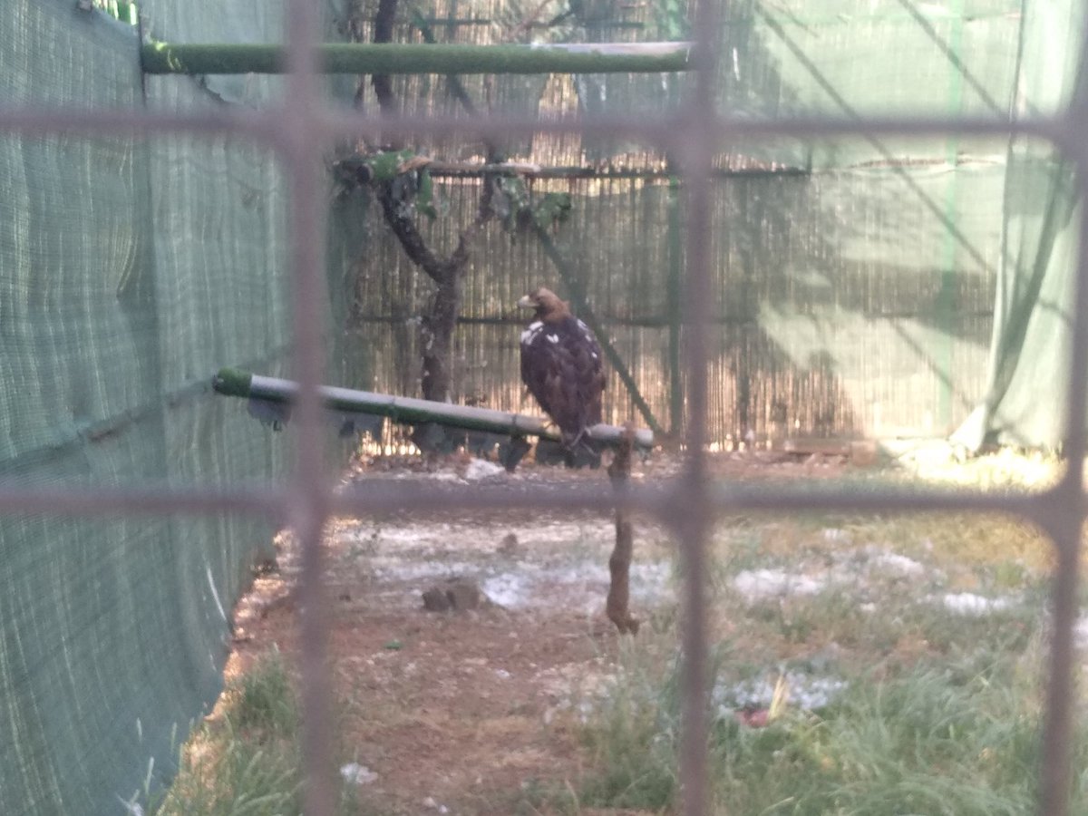 _Beoliest_'s tweet photo. #CentrodeEstudiosdeRapacesIbéricas 🦅 Maravillosa labor y súper necesaria de recuperación de aves para  el mantenimiento del equilibrio de los ecosistemas 💚 Muchas gracias #CERI por recibirnos con tanto cariño y explicarnos las cosas tan bien 🤗 🦅 https://t.co/vqMy7JsFFL