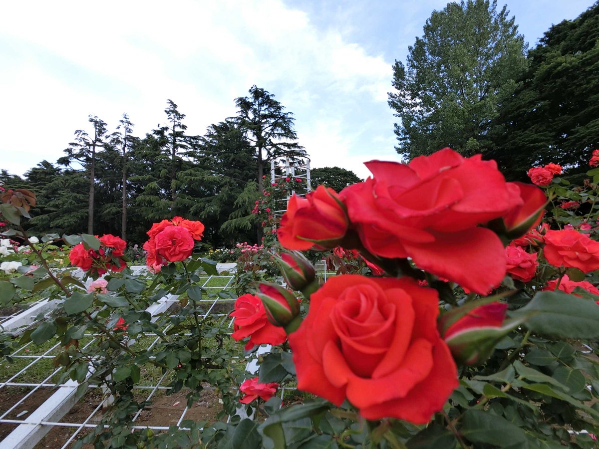 moemagr's tweet photo. □ 今日の #代々木公園 #薔薇園 2023 5.05
夕方 18時近く 原宿門から入って真っ直ぐ アーチをくぐると
満開を過ぎて既に散り始めてました
5.21バラフェスタ迄持たないのでは
Nikon #AW130, Casio Exilim #バラの園 にて https://t.co/XTtusqEzxF
