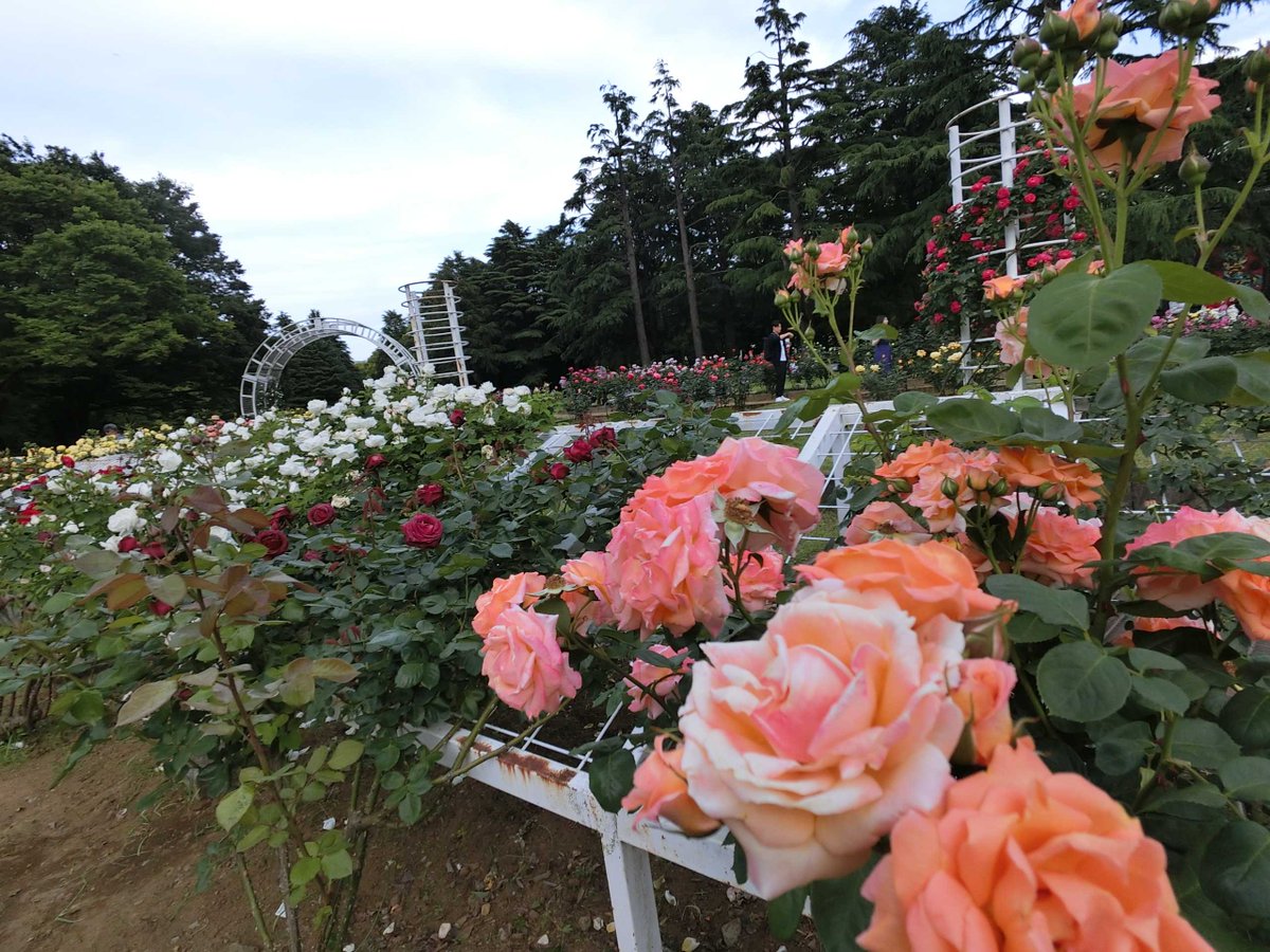 moemagr's tweet photo. □ 今日の #代々木公園 #薔薇園 2023 5.05
夕方 18時近く 原宿門から入って真っ直ぐ アーチをくぐると
満開を過ぎて既に散り始めてました
5.21バラフェスタ迄持たないのでは
Nikon #AW130, Casio Exilim #バラの園 にて https://t.co/XTtusqEzxF