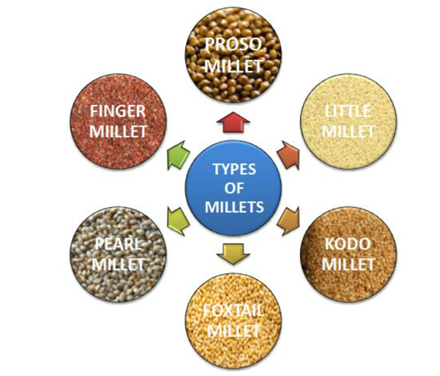 Millets Are Called Superfoods Due To Their Numerous Health Benefits millets-are-called-superfoods-due-to-their-numerous-health-benefits