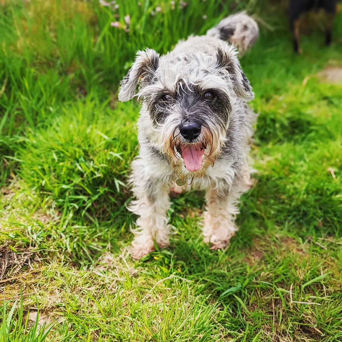 dansdogdaycare's tweet photo. #FBF We're serving schnauzer smiles galore with Daisy ๐๐ฉถ๐ถ
#Friday #schnauzer #dog #schnauzerlove #miniatureschnauzer #minischnauzer #dogs #schnauzerlovers #schnauzers #schnauzerpuppy #schnauzermini #doglover #doglife #goodgirl #dogdaycare #walkies #fridayfun #doglovers https://t.co/I92nkiIs2L