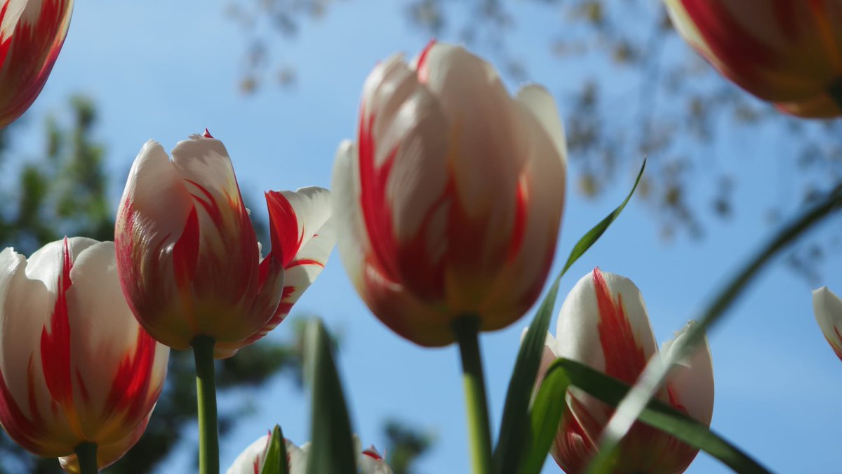 Ellen van Selm tweet media