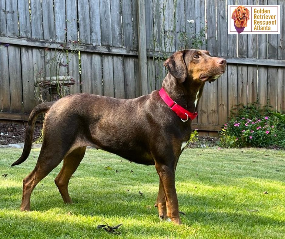grratlanta's tweet photo. Please SHARE and HELP us find a #grraforeverhome Scarlett! She is a 7yo #labradorretriever mix who is affectionate, crate trained, &amp; house broken. The lucky family who adopts Scarlett will receive a training package from #GRRA. Message us if you'd like to adopt. #GRRA https://t.co/2UmtH6AKSQ