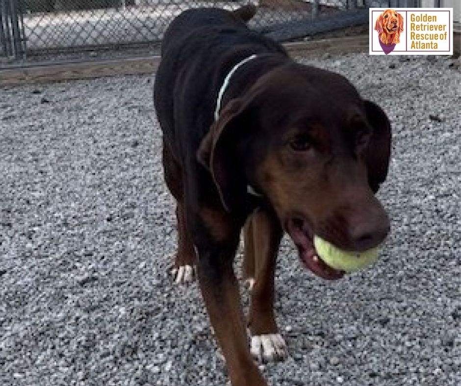 grratlanta's tweet photo. Please SHARE and HELP us find a #grraforeverhome Scarlett! She is a 7yo #labradorretriever mix who is affectionate, crate trained, &amp; house broken. The lucky family who adopts Scarlett will receive a training package from #GRRA. Message us if you'd like to adopt. #GRRA https://t.co/2UmtH6AKSQ