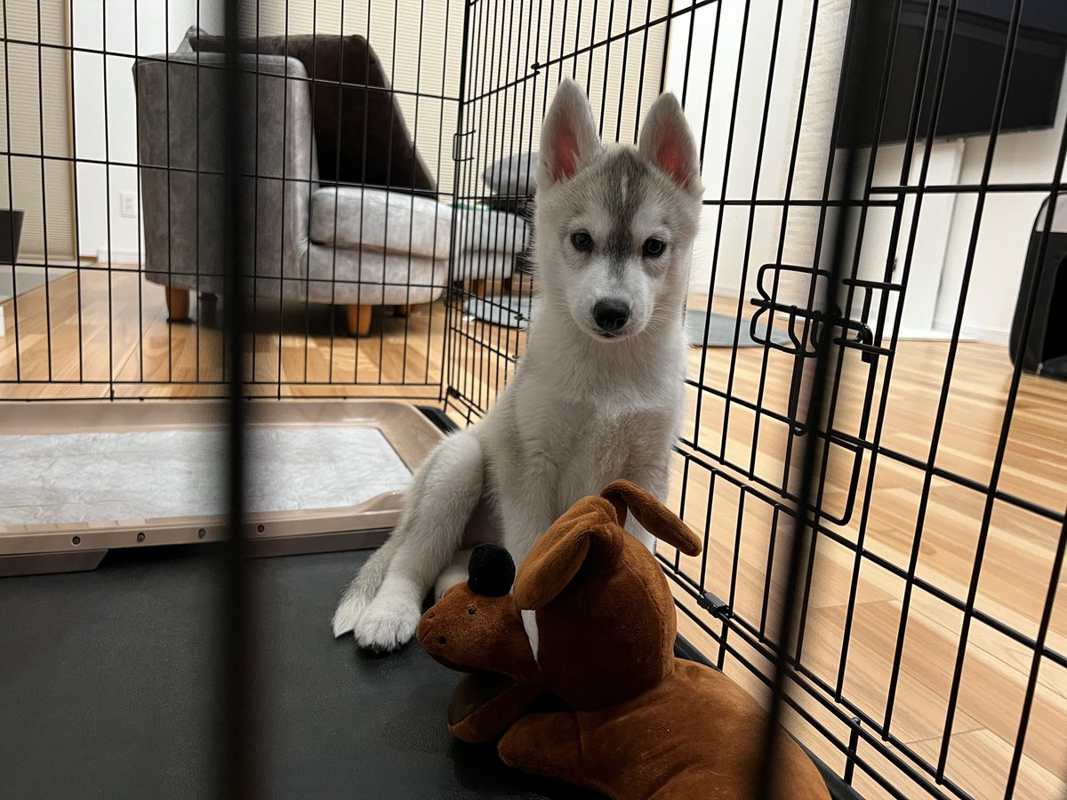 Ryu.sei@我が家に🐾もか🐾が仲間入り♪ tweet media