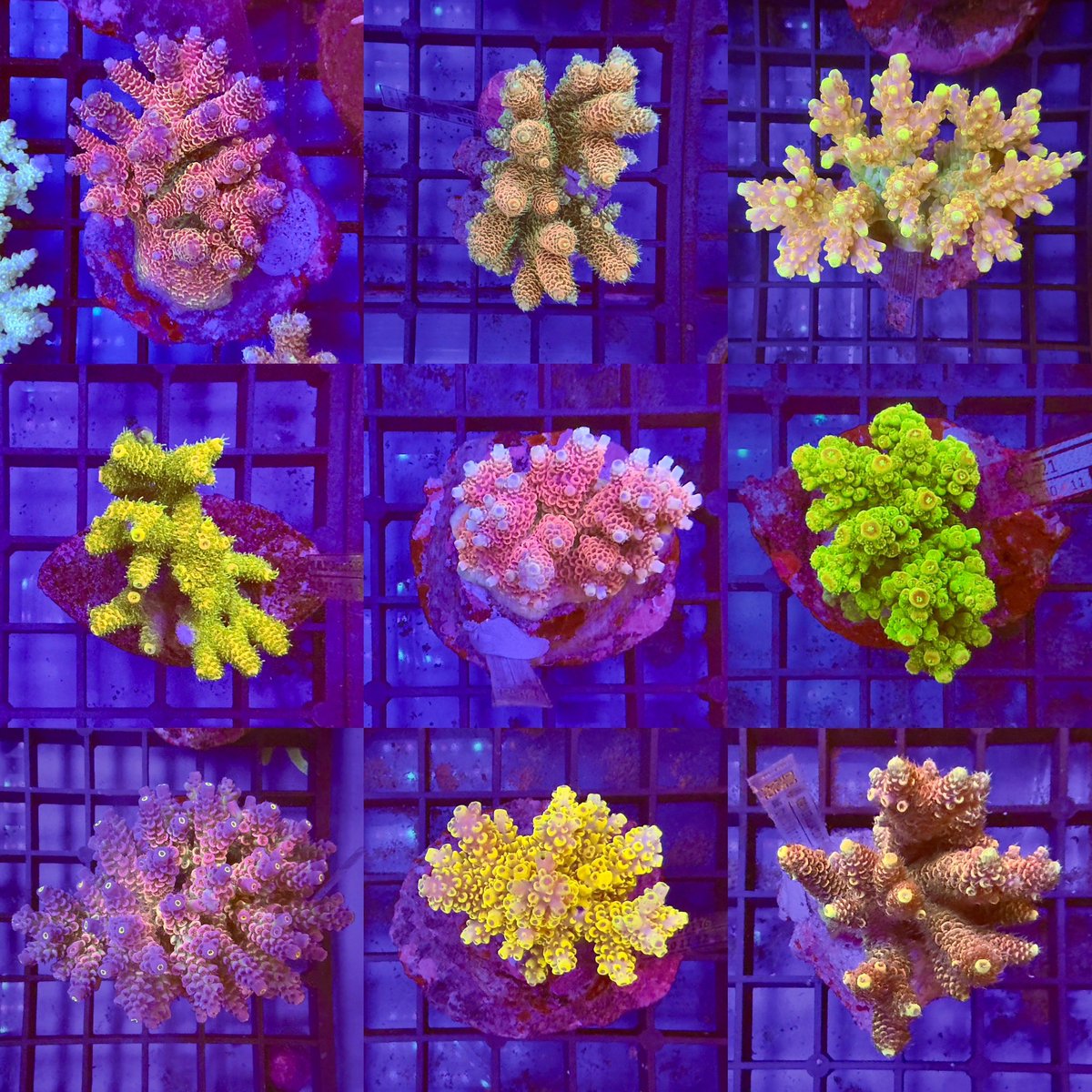 New Oz and Indo Acropora now in stock in store and online
#acropora #premiumcoral #marineaquarium